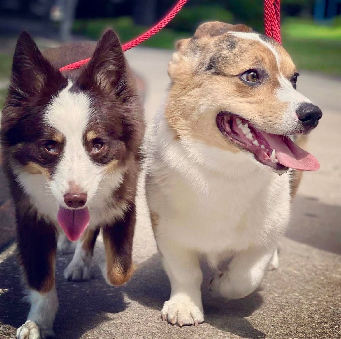 Eola Pets  Downtown Orlando Dog Walking, Pet Setting, & Training